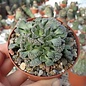 Titanopsis calcarea