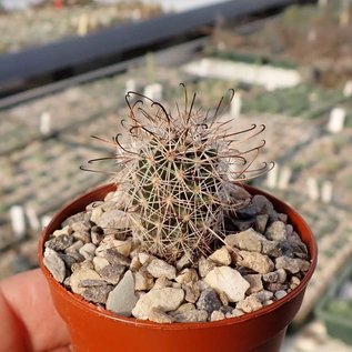 Mammillaria hutchisoniana  SB 1250 Rancho los Angeles