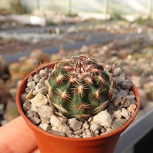 Echinocereus chloranthus ssp. cylindricus