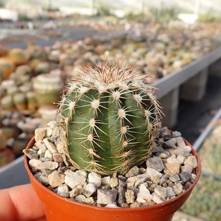 Echinocereus pulchellus v. weinbergii