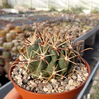 Sclerocactus uncinatus f. mathssonii