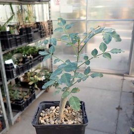 Bursera fagaroides