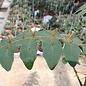 Solanum pyracanthum   Madagaskar, Westindische Inseln