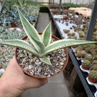 Agave guiengola marginata  cv. Cream Brulee