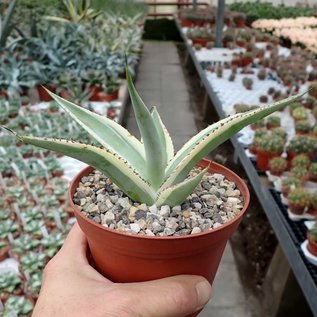 Agave guiengola marginata  cv. Cream Brulee