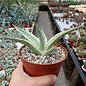 Agave guiengola f. marginata  cv. Cream Brulee