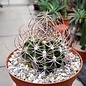 Echinopsis melanopotamica