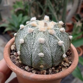 Astrophytum-Hybr. CAPAS