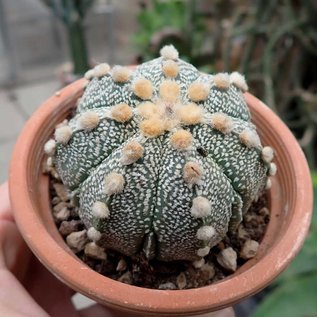 Astrophytum asterias cv. Super Kabuto-Hybr.