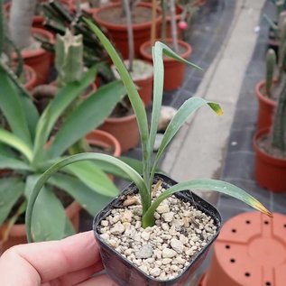 Furcraea bedinghausii   M-Mexiko