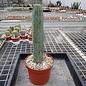 Trichocereus bridgesii XL