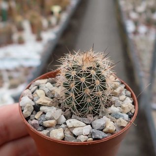 Echinocereus fitchii ssp. bergmannii DU 066 La Libertad (San Carlos), Mex.