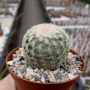 Echinocereus rigidissimus   USA, Chihuahua Grenze