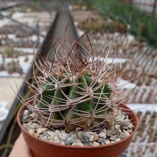 Echinopsis melanopotamica