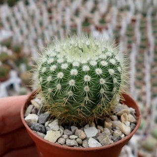 Notocactus neobuenekeri  HU 14 Minos do Camaqua, Rio Grande do Sul, Braslien