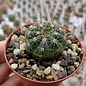 Notocactus ottonis   Rivera, Uruguay