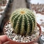 Notocactus warasii