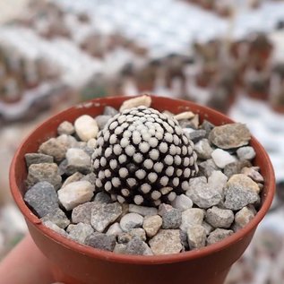 Mammillaria luethyi