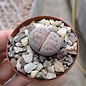 Lithops karasmontana ssp. karasmontana v. mickbergensis C 168 10 km NNO Grünau (N)