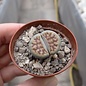 Lithops karasmontana v. lateritia