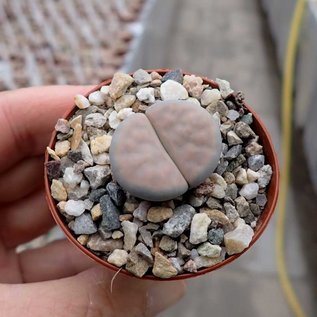 Lithops karasmontana v. opalina