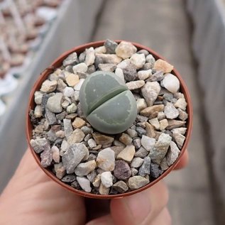 Lithops olivacea  S 870