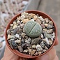 Lithops olivacea  S 636