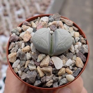 Lithops optica  C 307 Pflanzenkörpter grünlich grau