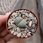 Lithops optica  S 377