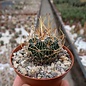 Stenocactus obvallatus f. caespitosus