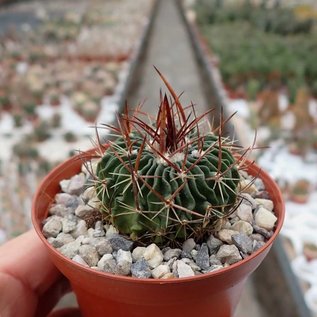 Stenocactus obvallatus f. caespitosus