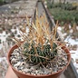 Stenocactus obvallatus f. caespitosus