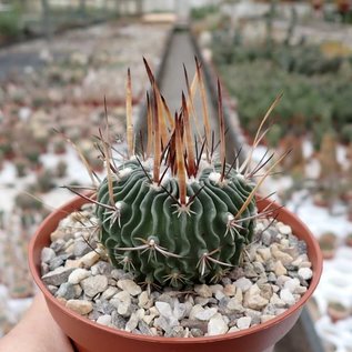 Stenocactus obvallatus f. caespitosus