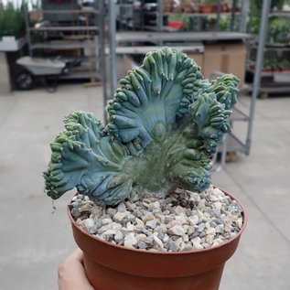 Myrtillocactus geometrizans  strictum   cristata