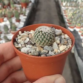 Turbinicarpus valdezianus v. albiflorus     CITES, not outside EU