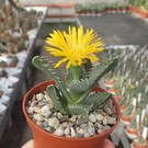 Faucaria tigrina