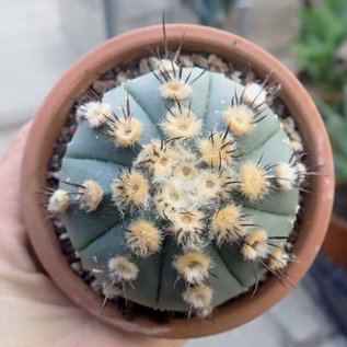 Astrophytum asterias cv. Nudum-Hybr.