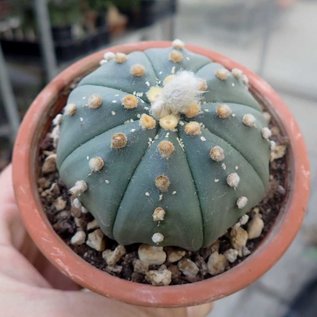 Astrophytum asterias cv. nudum     CITES, not outside EU