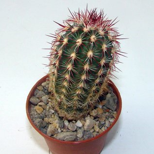 Echinocereus viridiflorus ssp. cylindricus