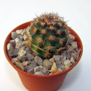 Echinocereus fitchii v. alberti-albiflorus