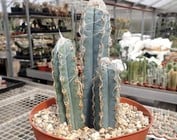 Pilosocereus