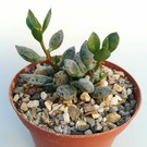 Adromischus hemisphaericus aff. B+H 2226 Tierberg, Northeast of Vanrhynsdorp