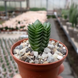 Crassula-Hybr. Buddhas Temple