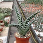 Aloe variegata