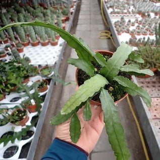 Rhipsalis monacantha v. espinosum WK 1002 Paracti, 1900 m