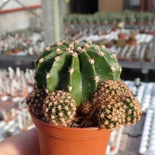 Echinopsis-Hybr. Pink Nymph Abbey Brook Hybride