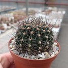 Echinopsis-Hybr. Kardinal  Rheingold 201