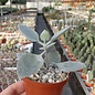 Kalanchoe hildebrandtii