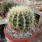 Echinocactus grusonii cv. Krauskopf