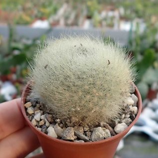 Rebutia albipilosa